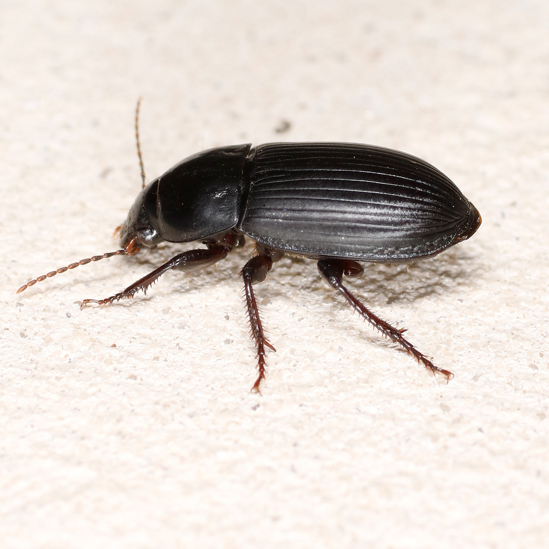 Carabidae: Harpalus da identificare